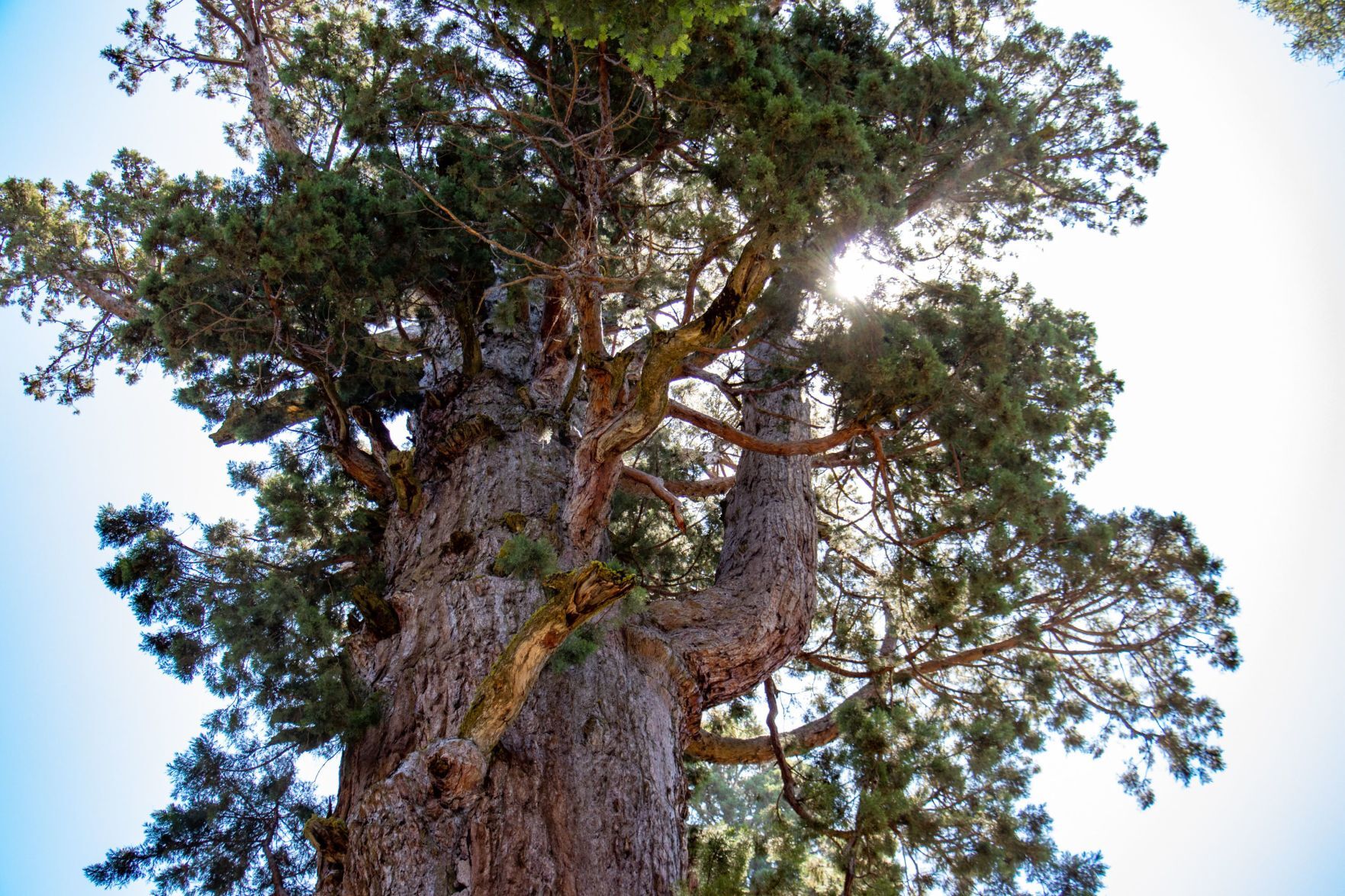 general sherman tree